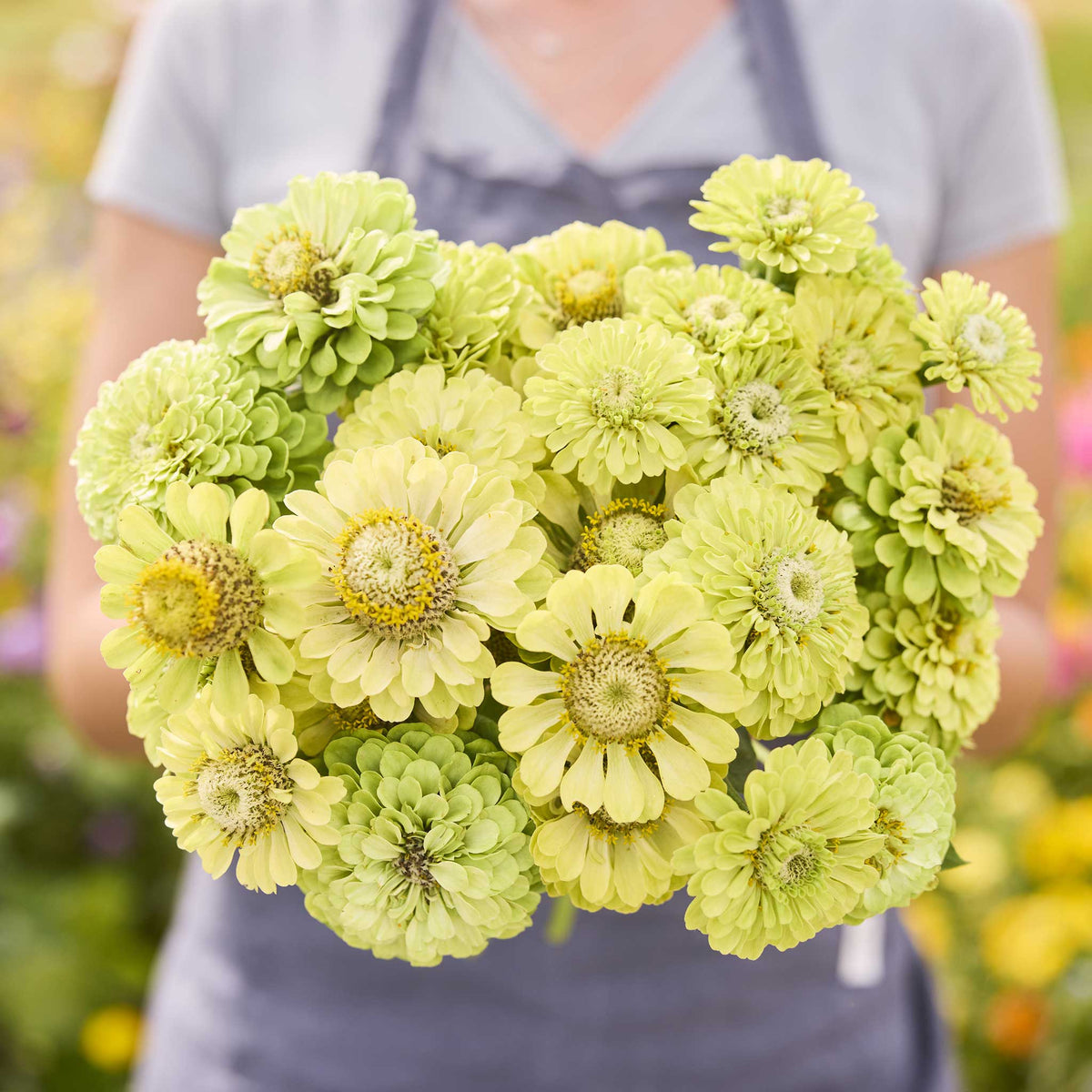 A person holding a bouquet of green Zinnia tequila lime flowers in a garden setting