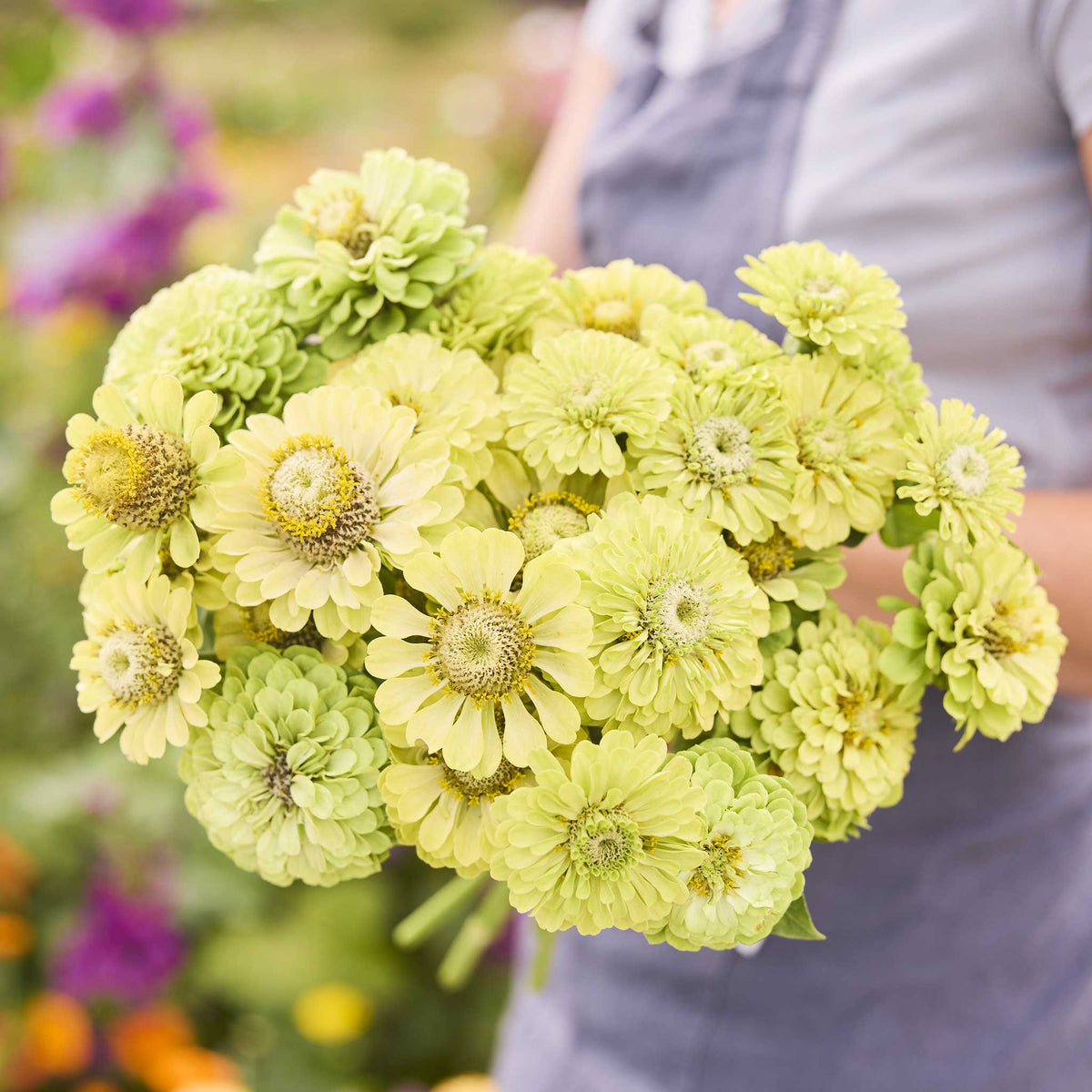 A person holding a bouquet of green Zinnia tequila lime flowers in a garden setting