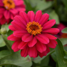 Bright cherry zinnia zahara double cherry flowers on a bright garden backdrop