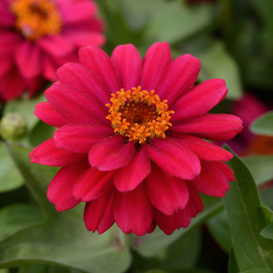 zinnia zahara double cherry