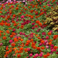 zinnia zahara double cherry double fire