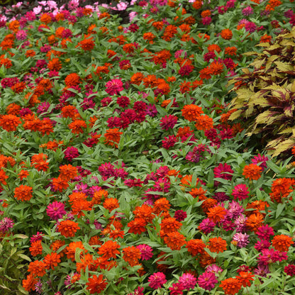 Mix of zinnia zahara double cherry double fire flowers on a garden backdrop
