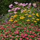 Zinnia Seeds - Zahara Double Raspberry Ripple | Flower Seeds in Packets ...