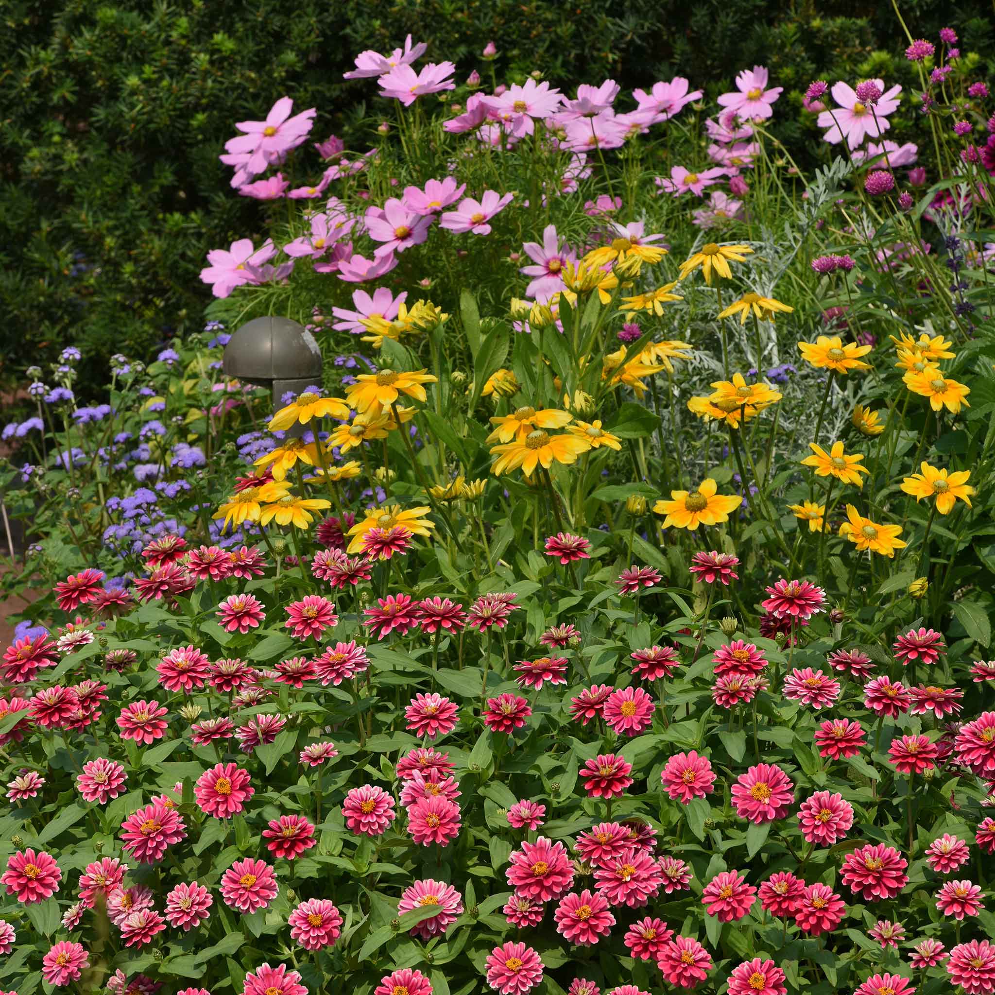Zinnia Seeds - Zahara Double Raspberry Ripple | Flower Seeds in Packets ...