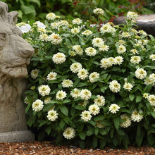 Pure white double-flowered zinnia zahara double white clusters on a garden backdrop