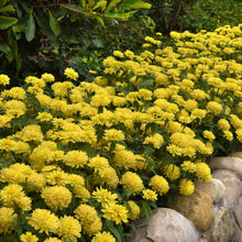 Bright yellow fully double zinnia zahara double yellow on a garden green backdrop
