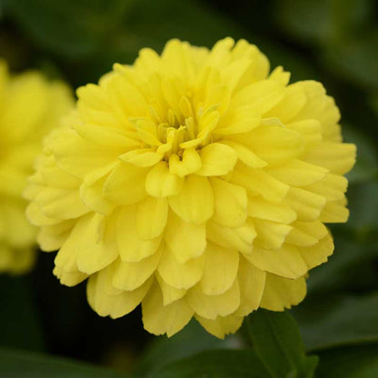 Bright yellow double-flowered zinnia zahara double yellow on a green garden backdrop
