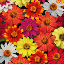 Colorful zinnia zahara single mix flowers in red orange and yellow on a garden backdrop