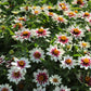 Several zahara starlight rose zinnia flowers with white and pink petals and green leaves