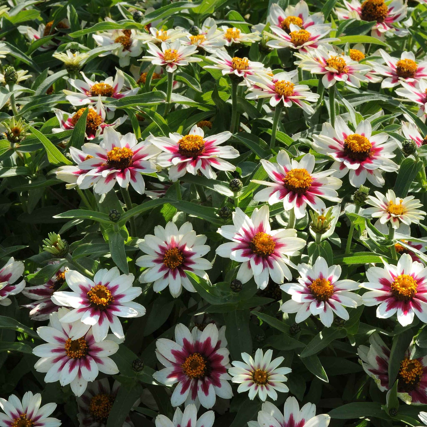 Several zahara starlight rose zinnia flowers with white and pink petals and green leaves