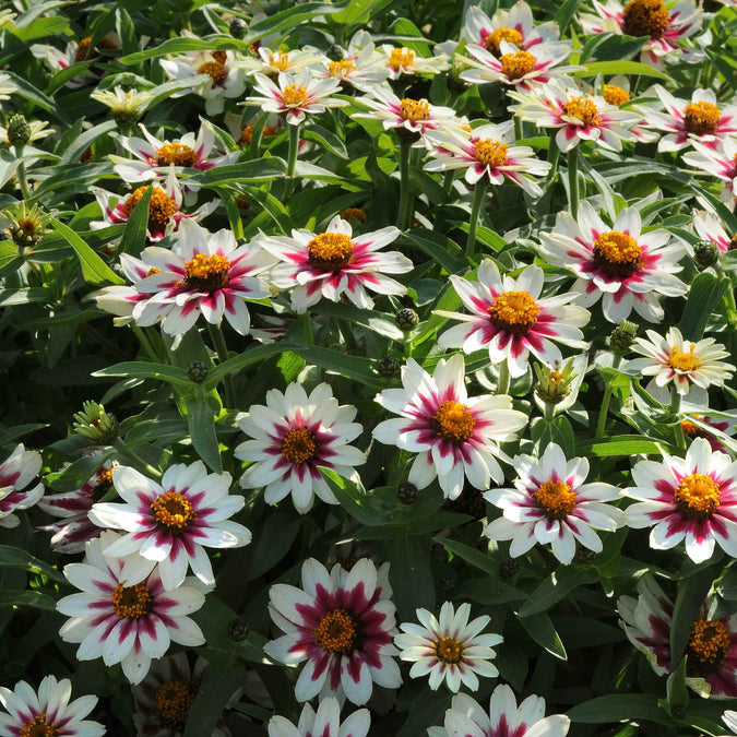 Several zahara starlight rose zinnia flowers with white and pink petals and green leaves
