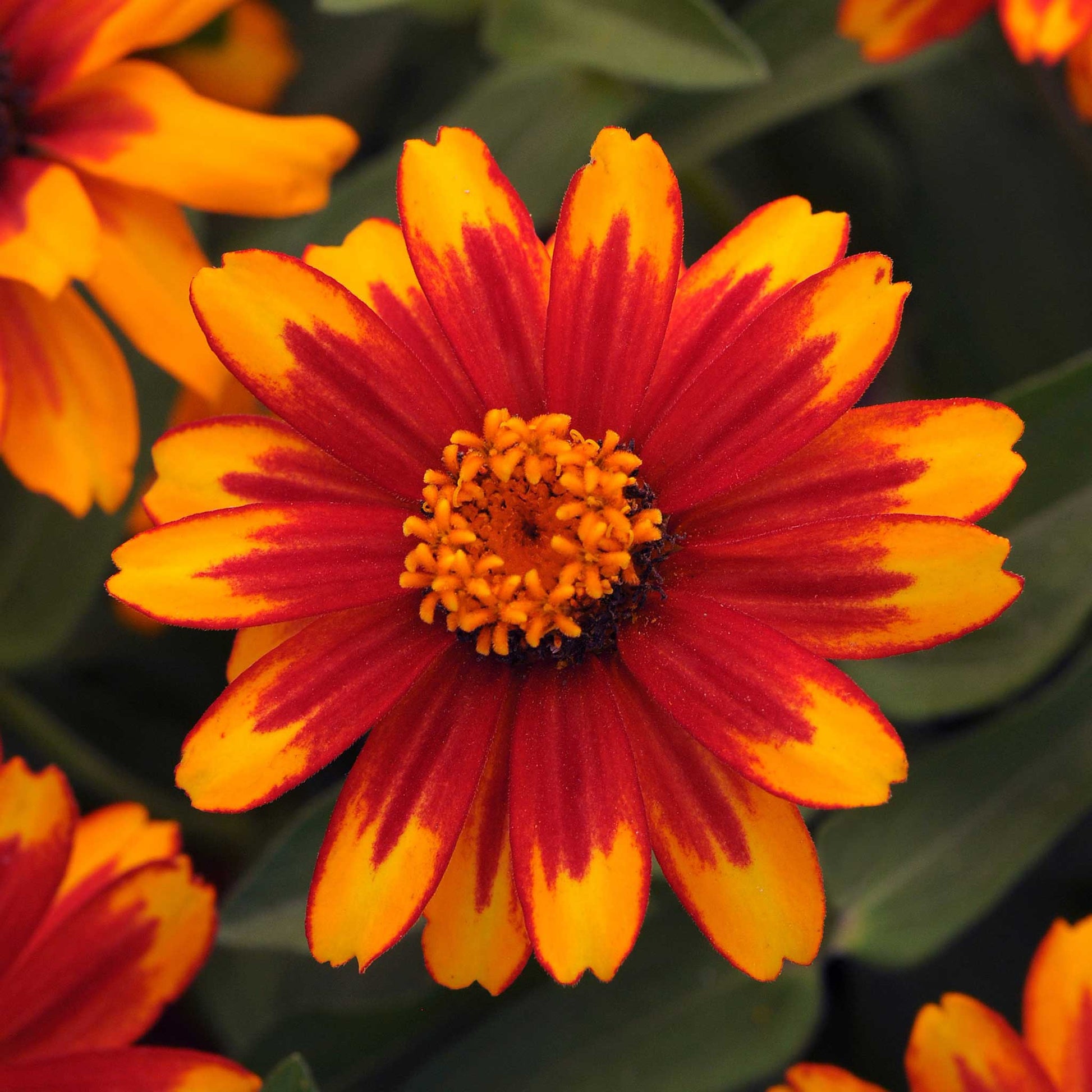 Close up of a zinnia zahara sunburst with red petals and yellow tips and a yellow center.