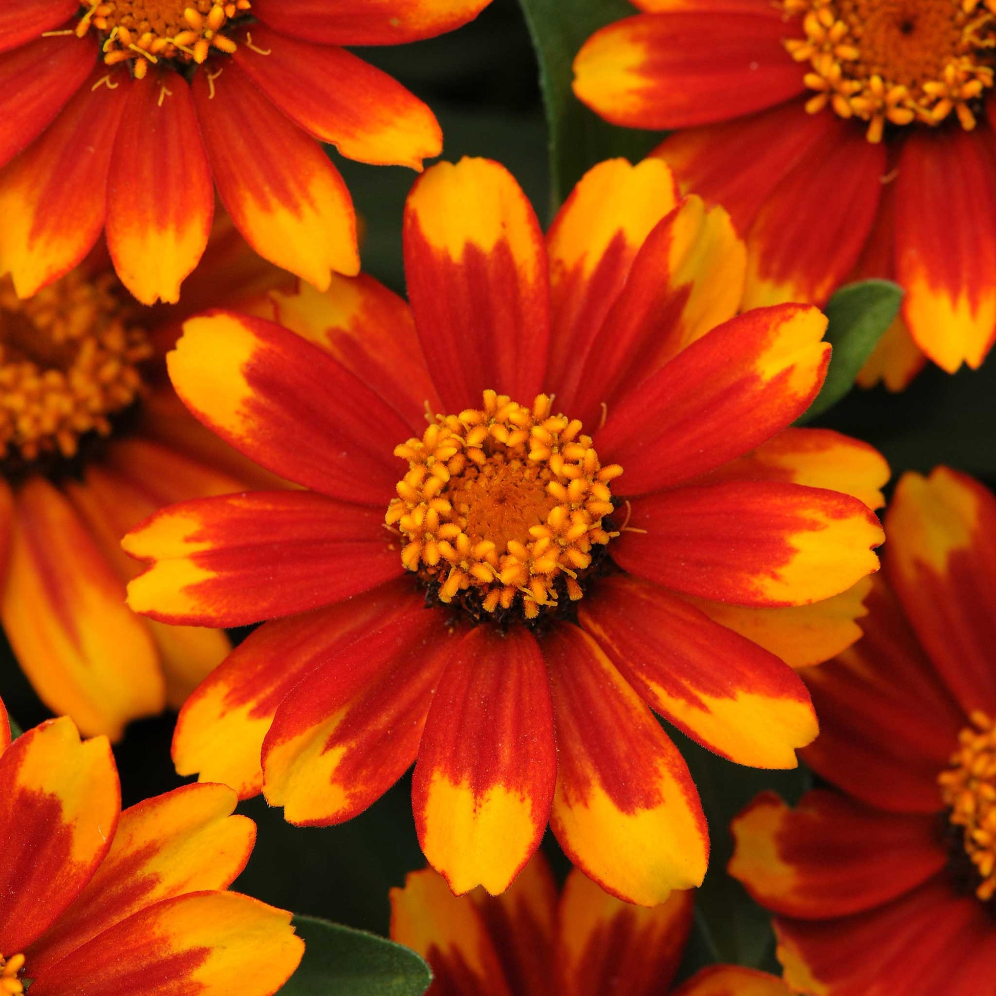 Close up of a zinnia zahara sunburst with red petals and yellow tips and a yellow center.