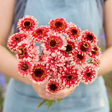 A person holding a bouquet of zinderella fizz zinnia flowers in a garden setting.
