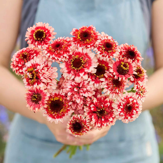 Zinnia Seeds - Zinderella Fizz