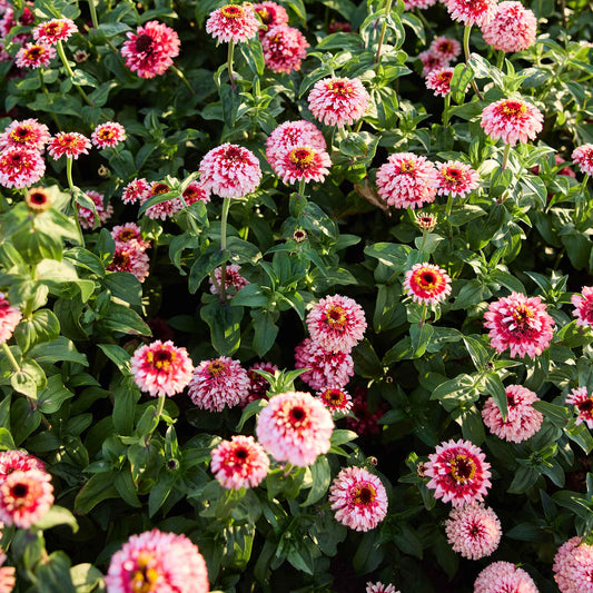 Pink and red Zinderella Fizz flowers with green leaves