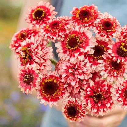 Close up of a person holding a bouquet of zinderella fizz zinnia flowers in a garden setting.