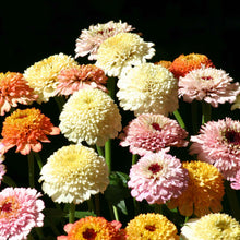 Close-up of zinnia zinderella pastels in soft mixed pastel tones on a garden backdrop