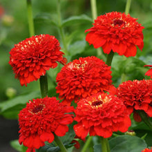 Vibrant red zinnia zinderella red flowers in close-up on a natural garden backdrop