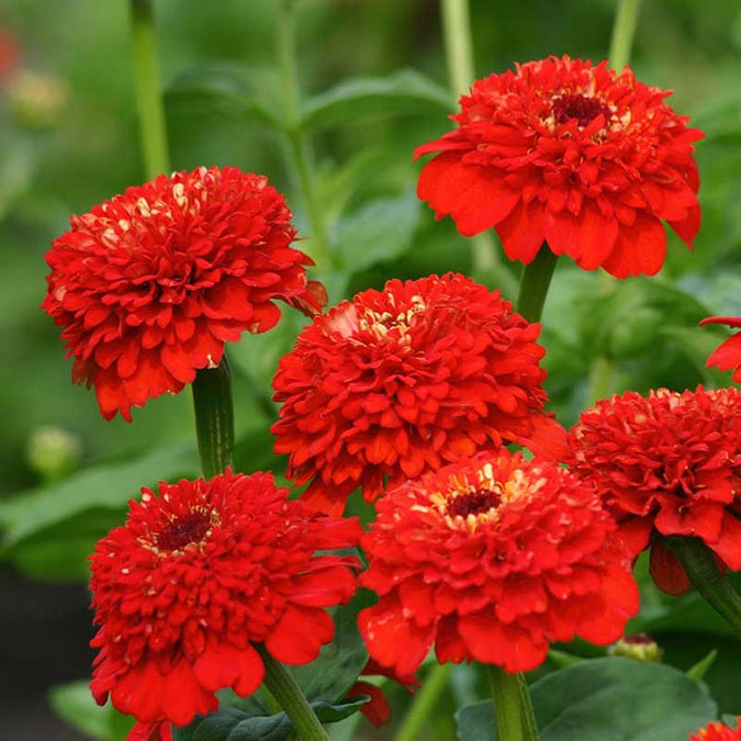 zinnia zinderella red