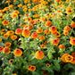 Field of orange and yellow Zinderella Zest zinnia flowers with green leaves