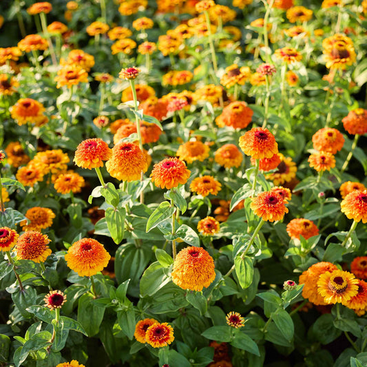 Field of orange and yellow Zinderella Zest zinnia flowers with green leaves