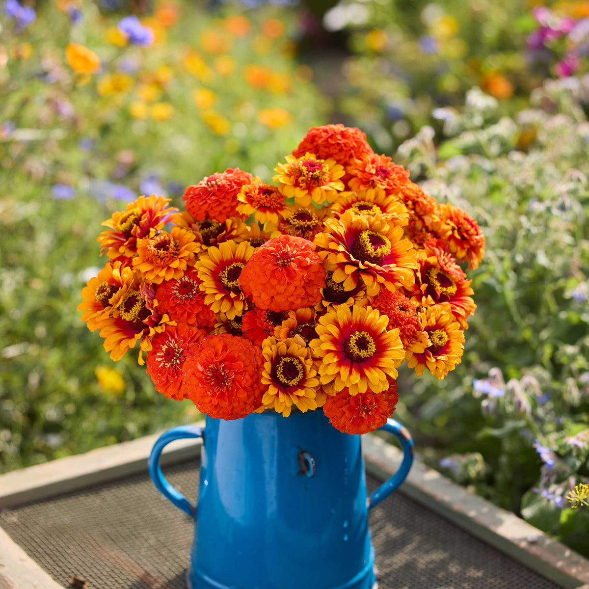 Zinnia Seeds - Zinderella Zest