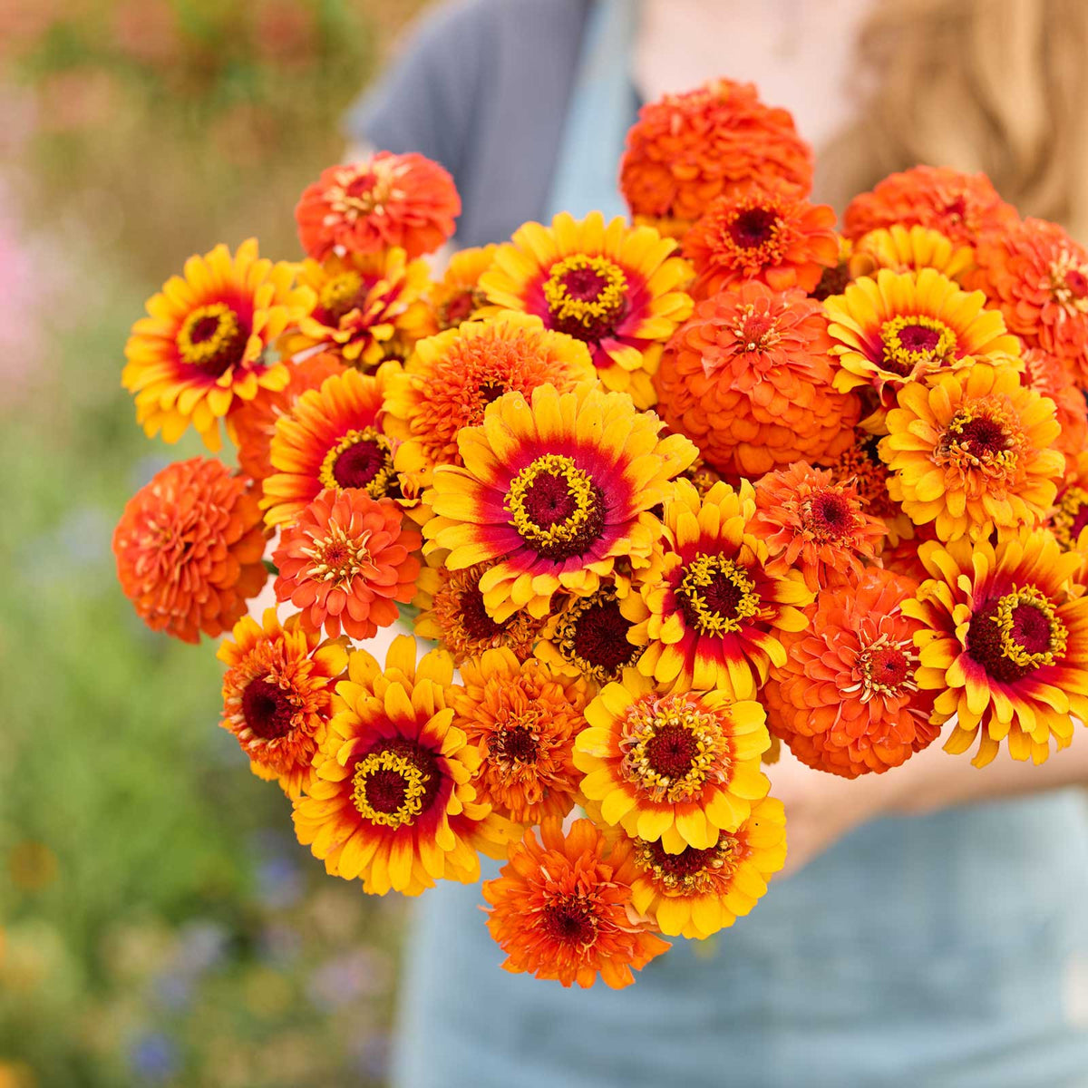 Zinnia Seeds - Zinderella Zest