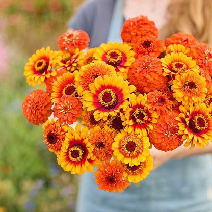 Zinnia Seeds - Zinderella Zest