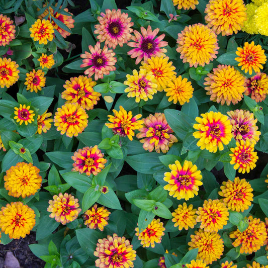 zinnia zowie yellow flame