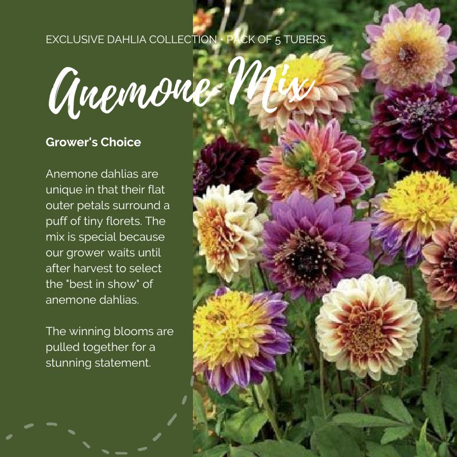 dahlia anemone mix contents