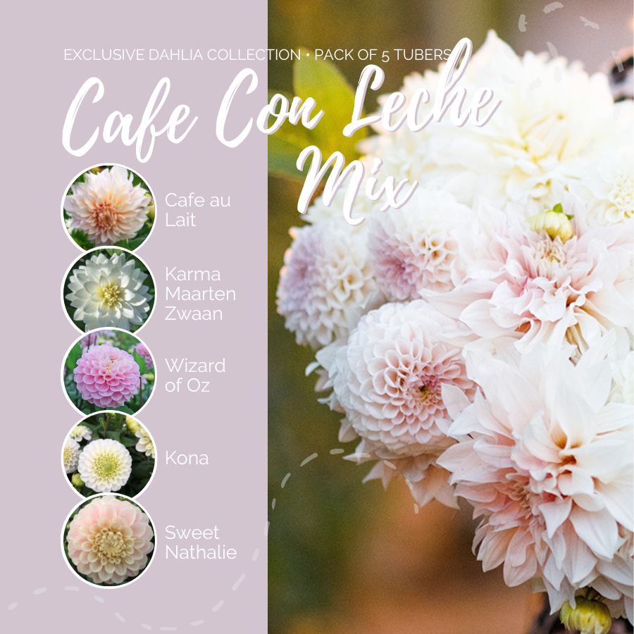 A graphic showing the individual contents of the Cafe con Leche Mix with a close up of a bouquet next to it.
