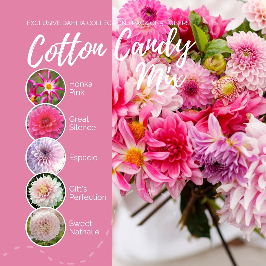 dahlia cotton candy contents