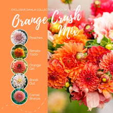 A graphic showing the individual contents of the Orange Crush Mix with a close up of a bouquet next to it.