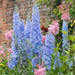 delphinium blue bell