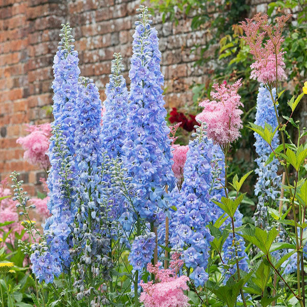delphinium blue bell