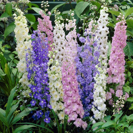 Larkspur standard mix