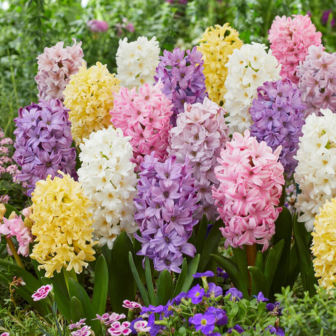 hyacinth pastel mix