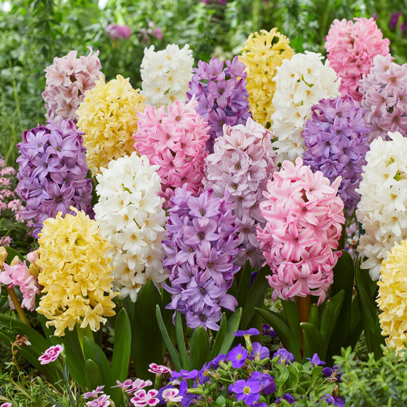 Hyacinth Bulbs - Pastel Mix
