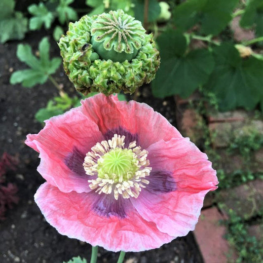 poppy somniferum hens and chicks