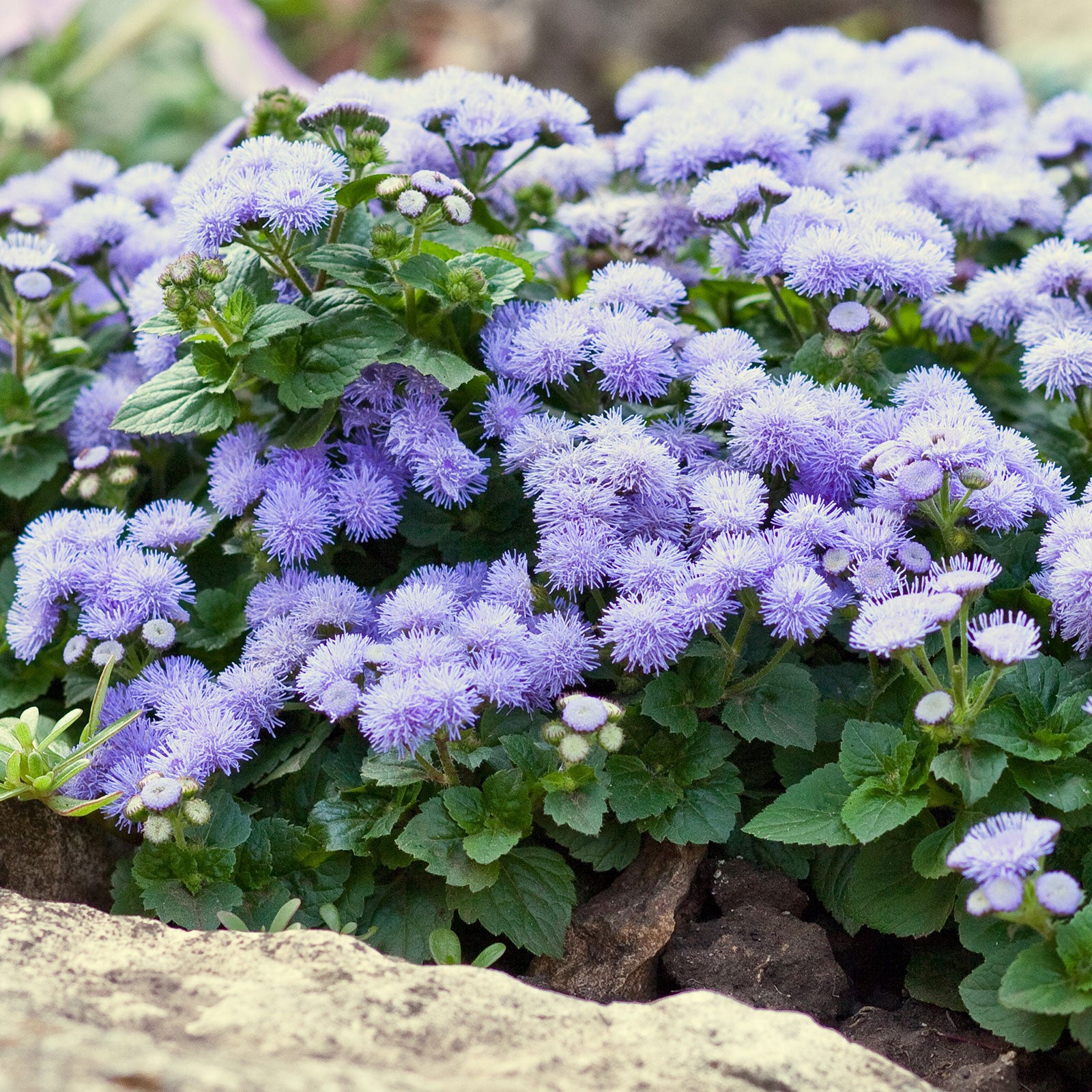 Ageratum Seeds Mink