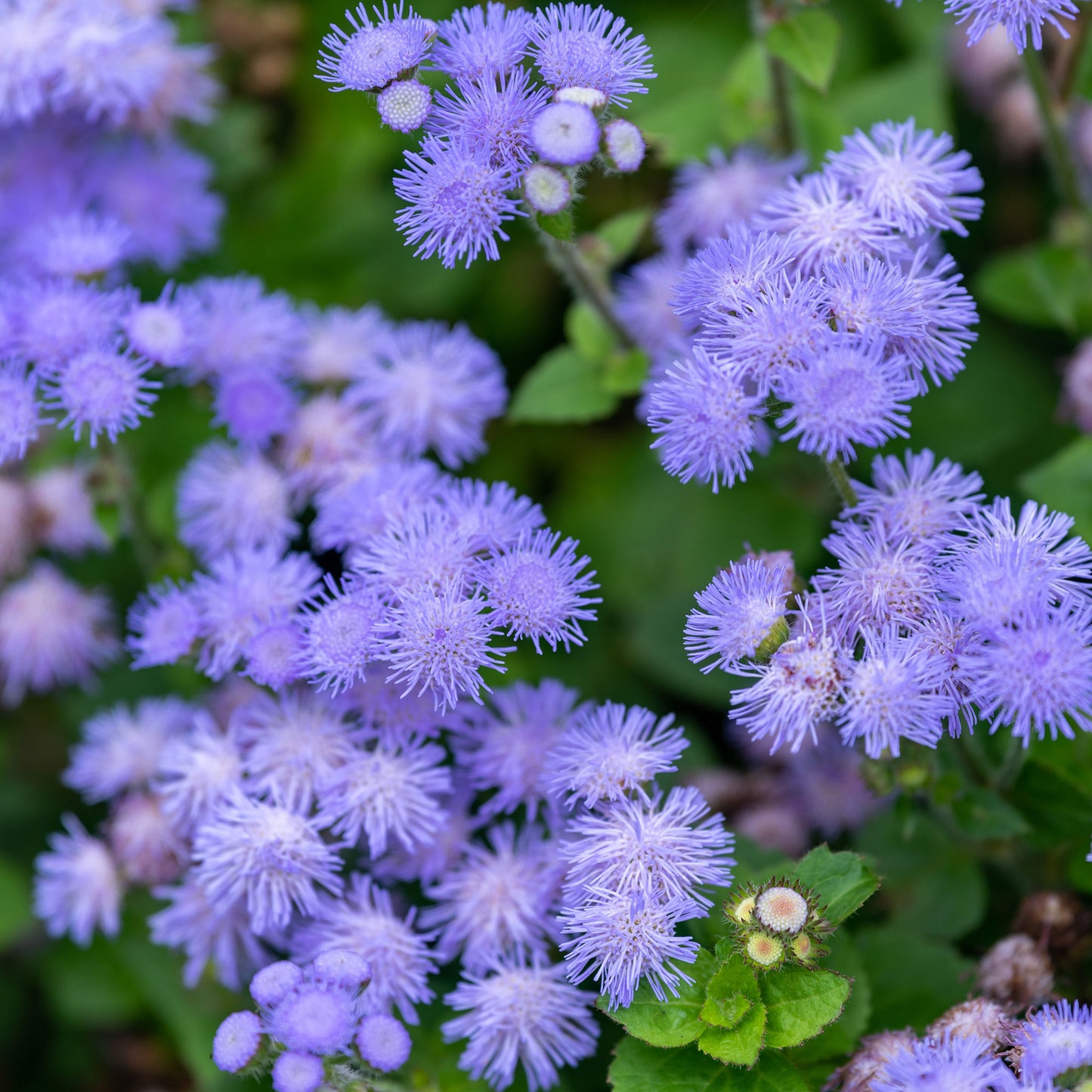 Forget Me Not (Dwarf) Seeds - Ultramarine - Ounce, Blue, Flower Seeds, Eden Brothers