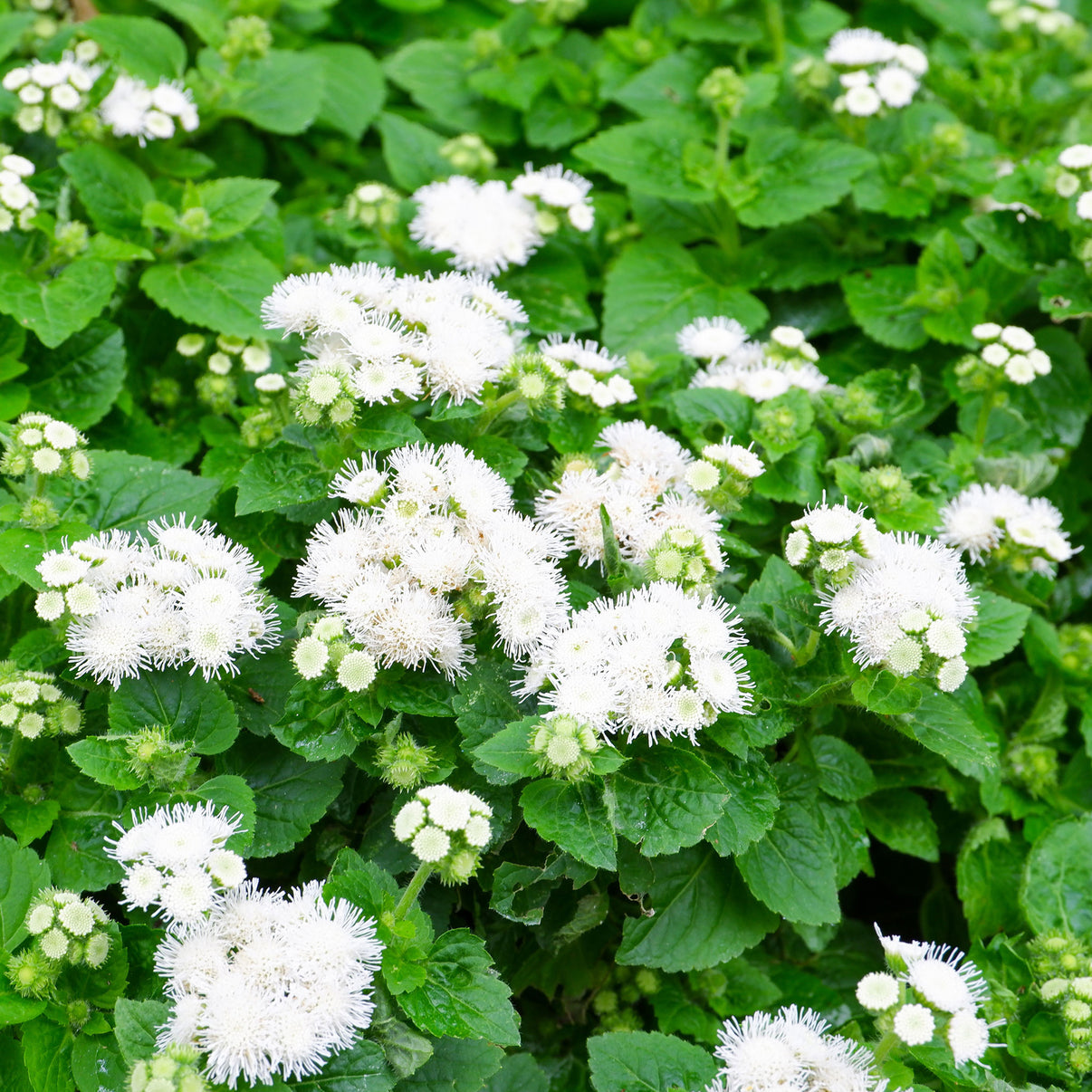 Ageratum Seeds Dondo White Flower Seeds in Packets & Bulk Eden