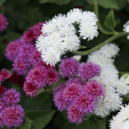 A close-up of a vibrant red flint Ageratum flower with soft, fluffy petals.
