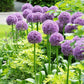 Giganteum Allium