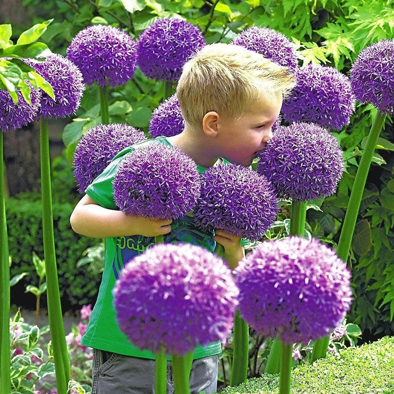 Gladiator Allium