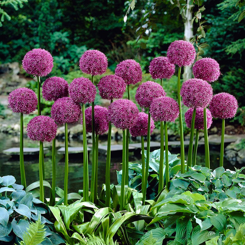 Globemaster Allium