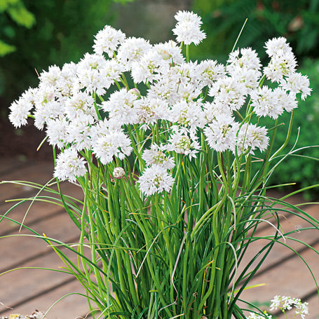 Graceful Allium