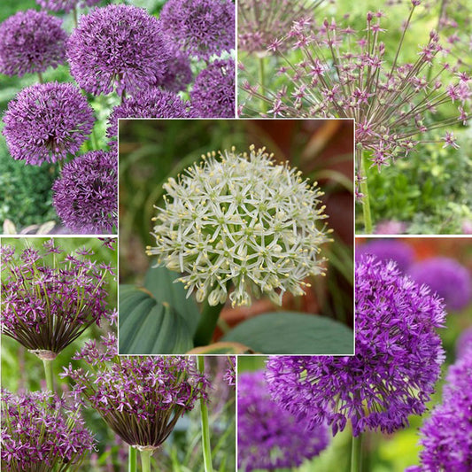 Long Lasting Mix Alliums