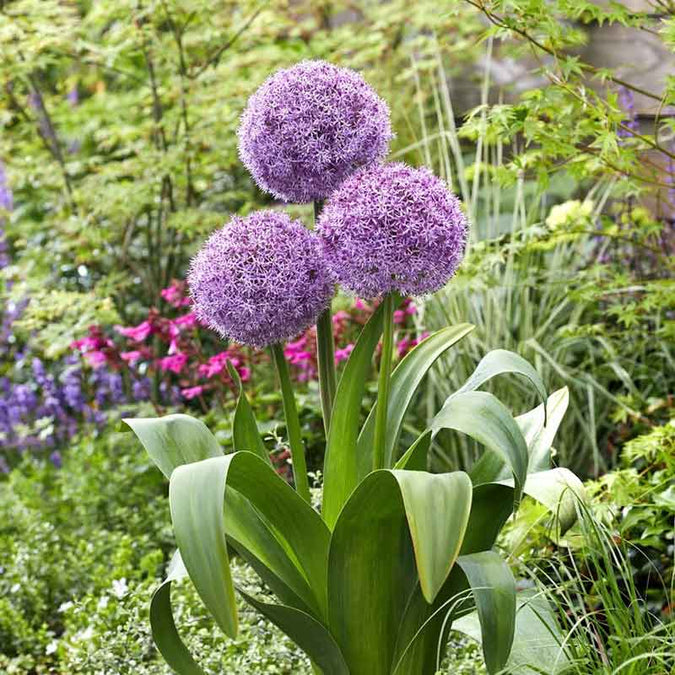 allium party balloons